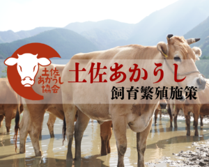 土佐あかうしを飼育・繁殖するための支援施策一覧【更新：令和6年度（2024年度）版】