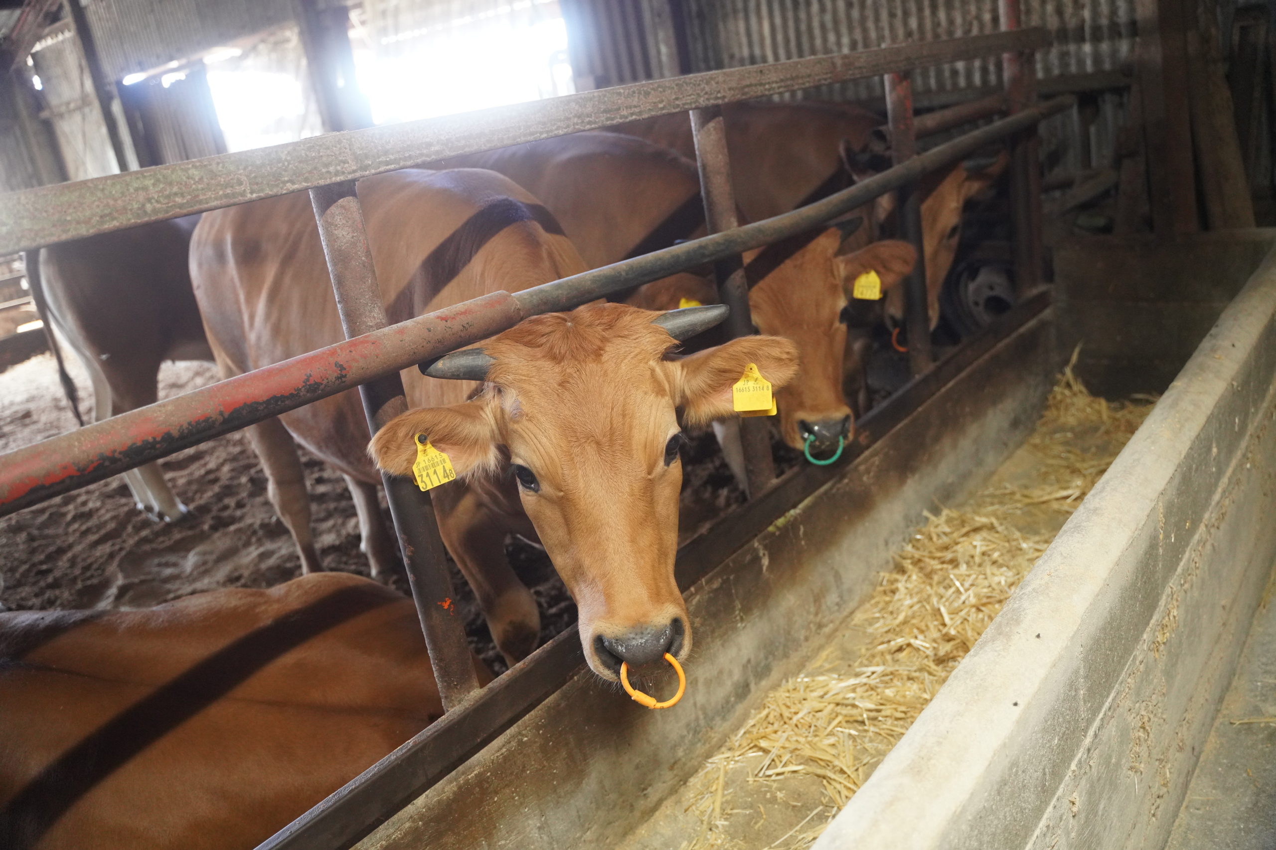 土佐あかうしの歴史