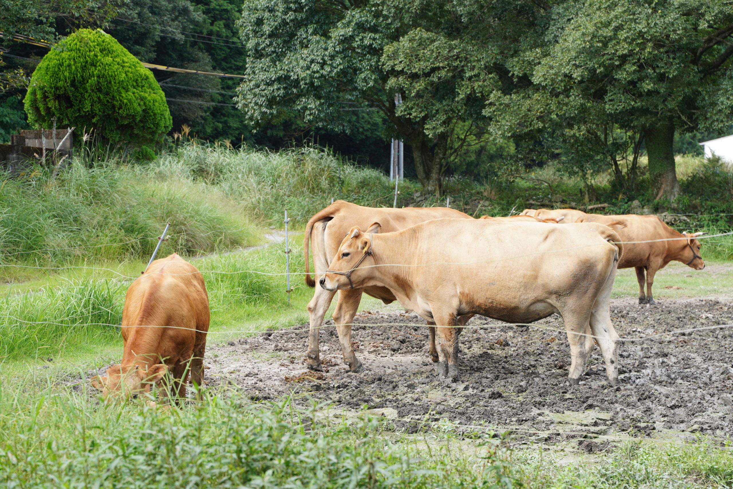 土佐あかうしのルックスが良すぎる