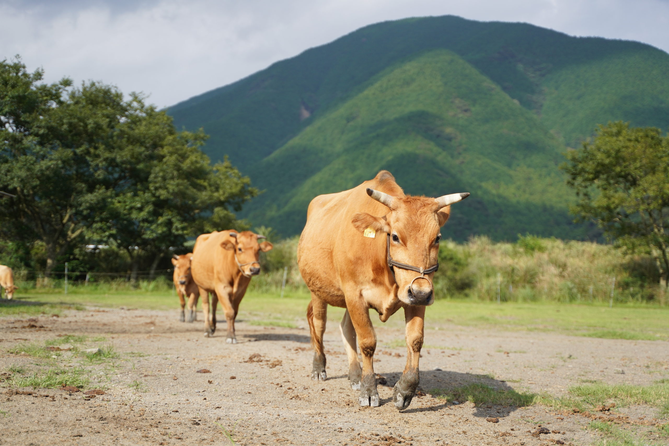 オレイン酸が多い土佐あかうし