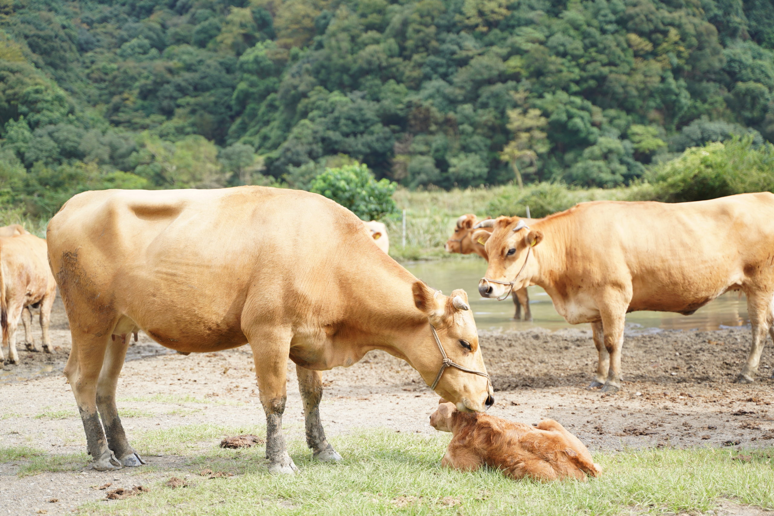 土佐あかうしの肉は本当に美味しい