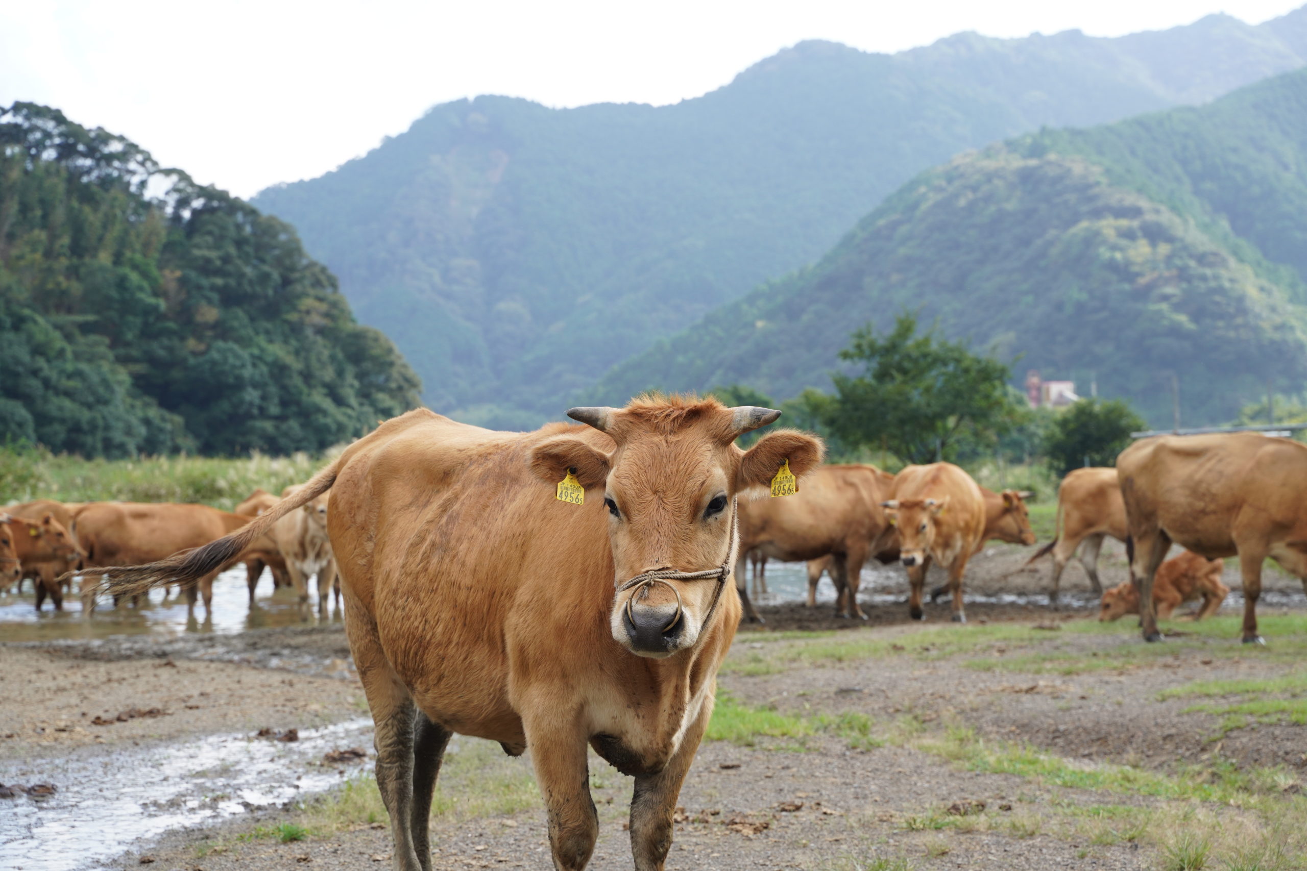 土佐あかうしは高知で生まれて高知で育ちます