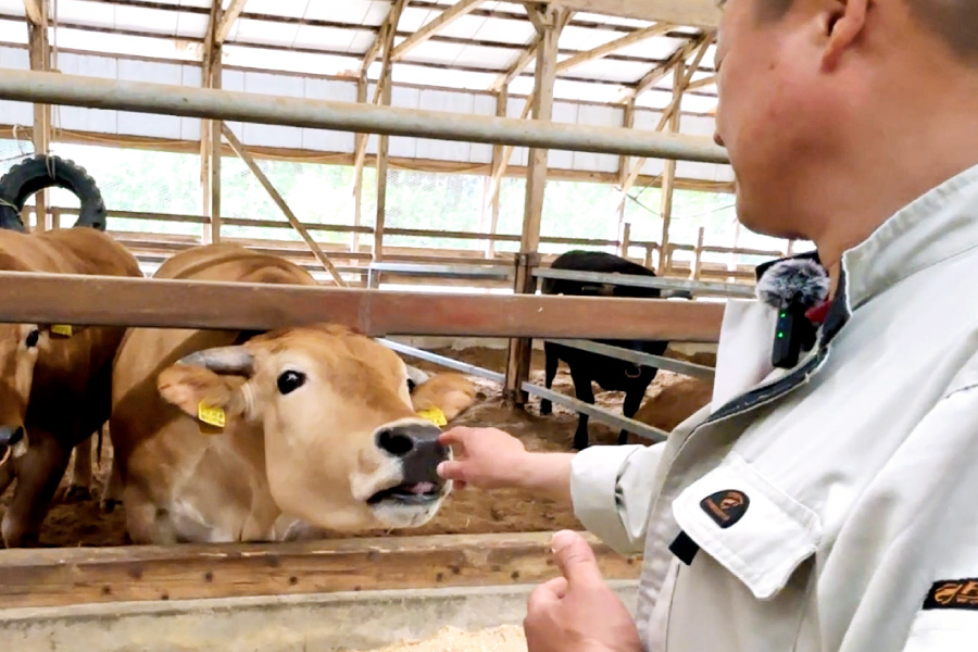 筒井さんと土佐あかうし
