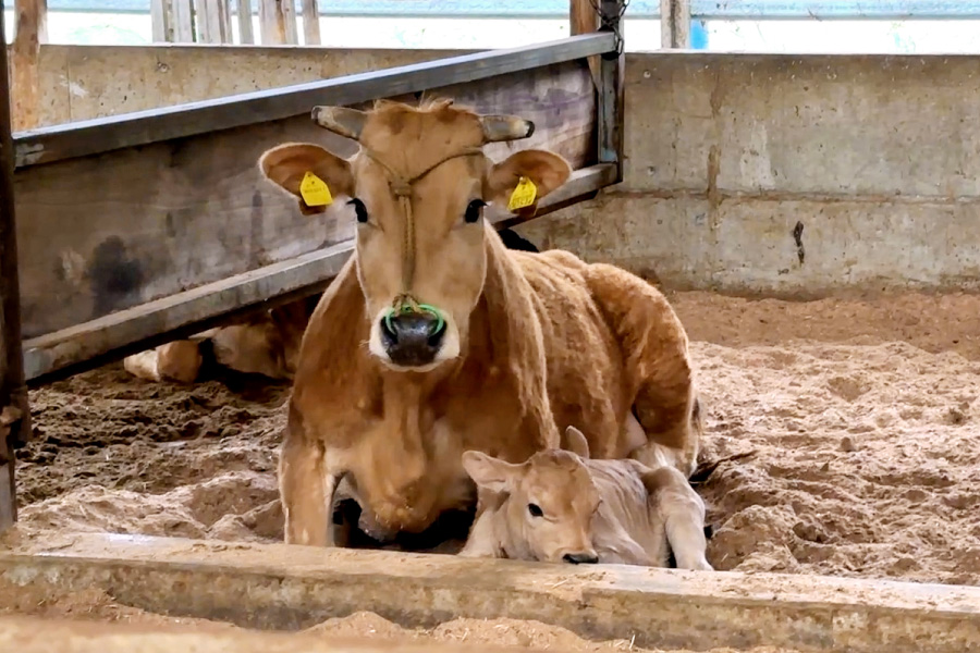 土佐あかうしの母牛と子牛