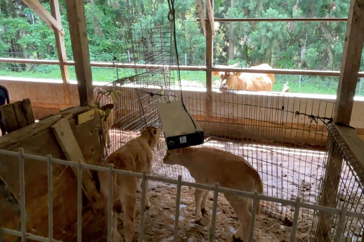 秋山さんの運動場つき牛舎