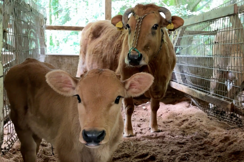 母牛と子牛