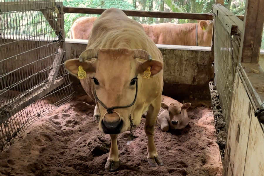 母牛と子牛