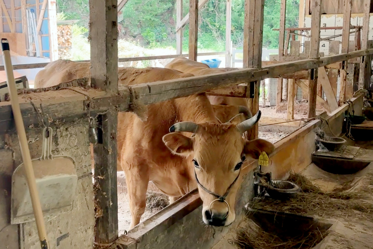 秋山さんの牛舎の牛